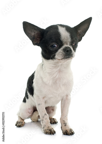 young little chihuahua