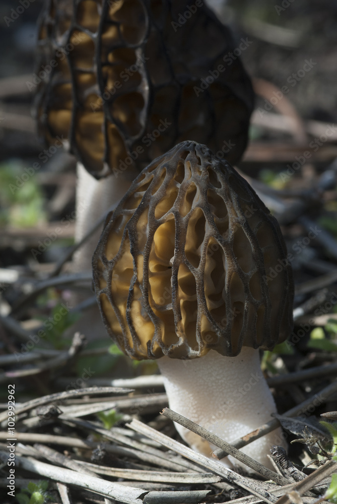 Morchella elatoides Morchella elatoides