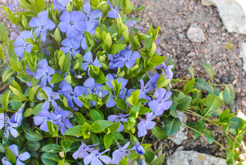  Lesser or dwarf periwinkle Vinca minor