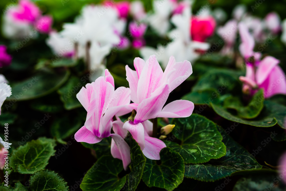 Potted flowers in a pot