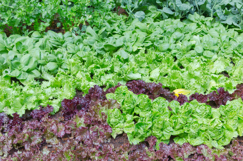 Butterhead Lettuce growed organic vegetables for health and the