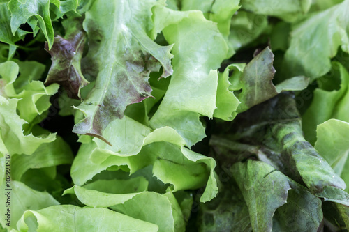 Fresh green vegetable salad