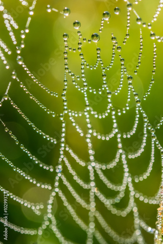 Murais de parede Drops of dew on a spider web