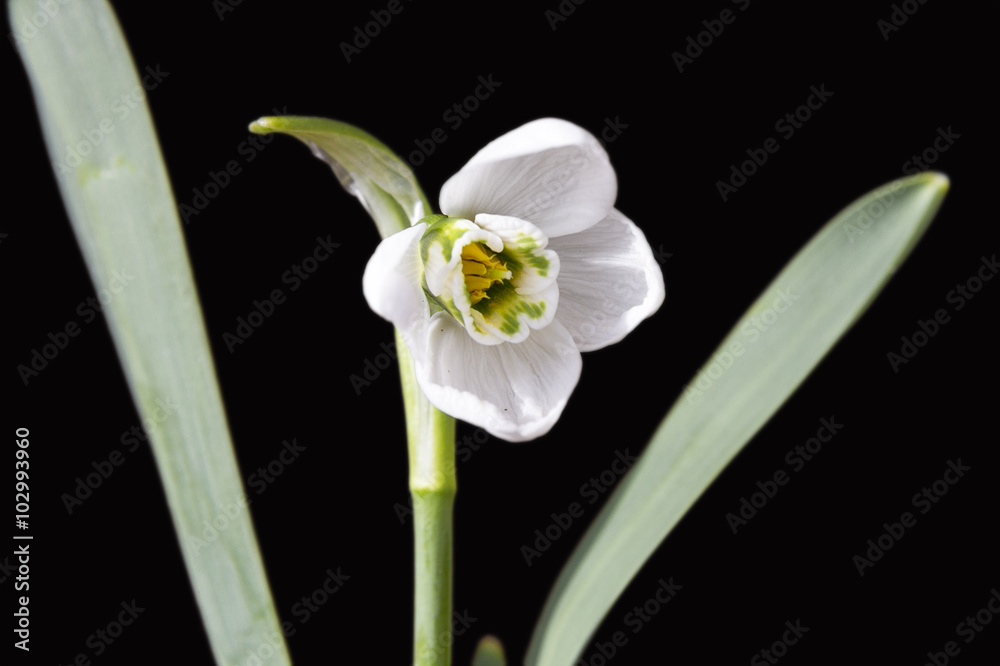 Fototapeta premium Seltenes vierblättriges Schneeglöckchen