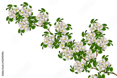 White apple flowers branch