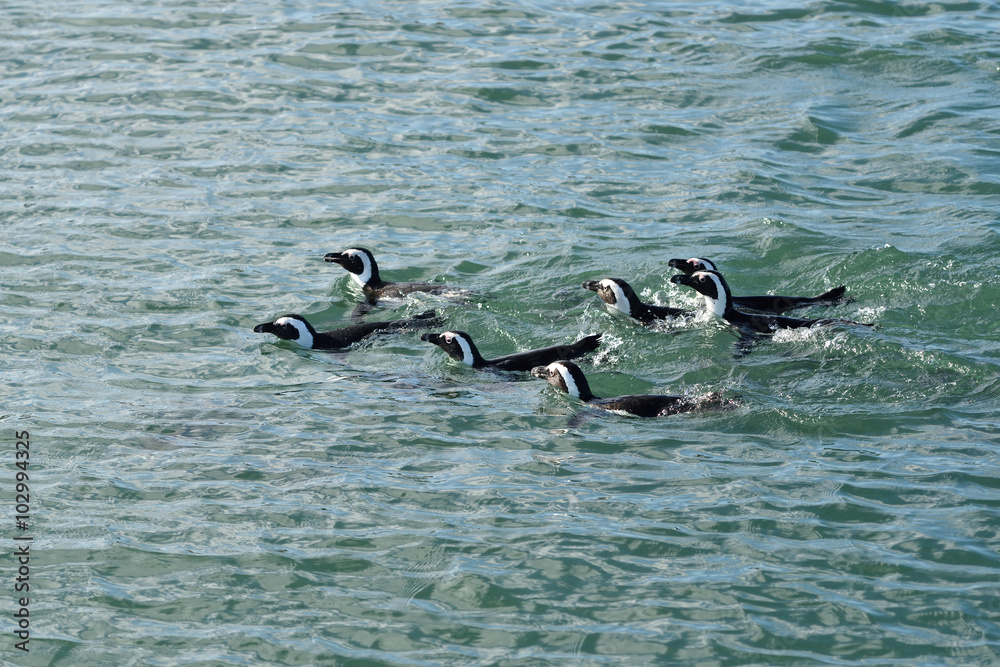Fototapeta premium Jackass penguins Namibia, Africa