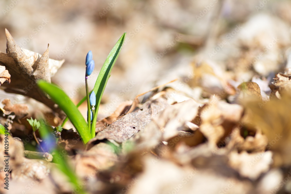 Snowdrops in the woods. Snowdrops in the woods.