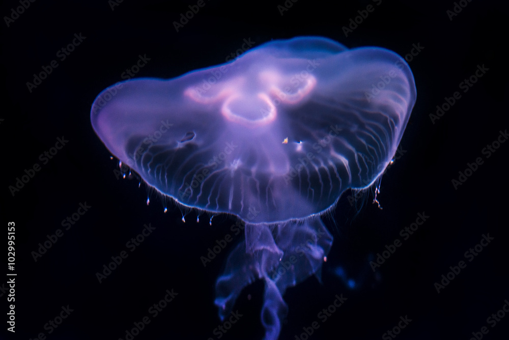 Fototapeta premium Moon Jellyfish Aurelia Aurita over black background
