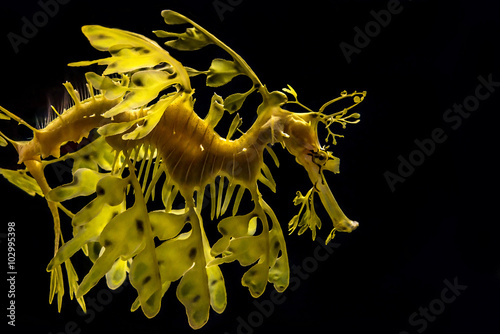 The leafy seadragon, Phycodurus eques photo
