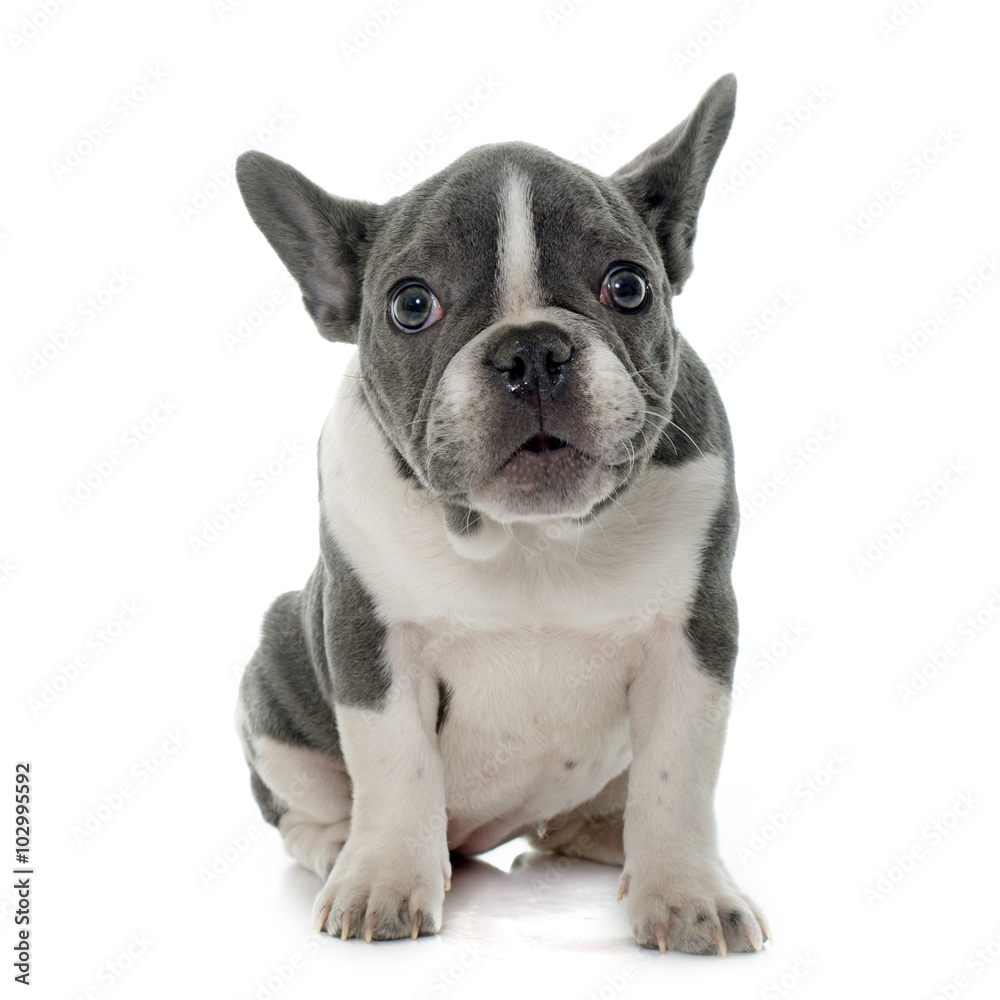 grey french bulldog