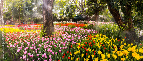 Fototapeta Naklejka Na Ścianę i Meble -  tulip garden