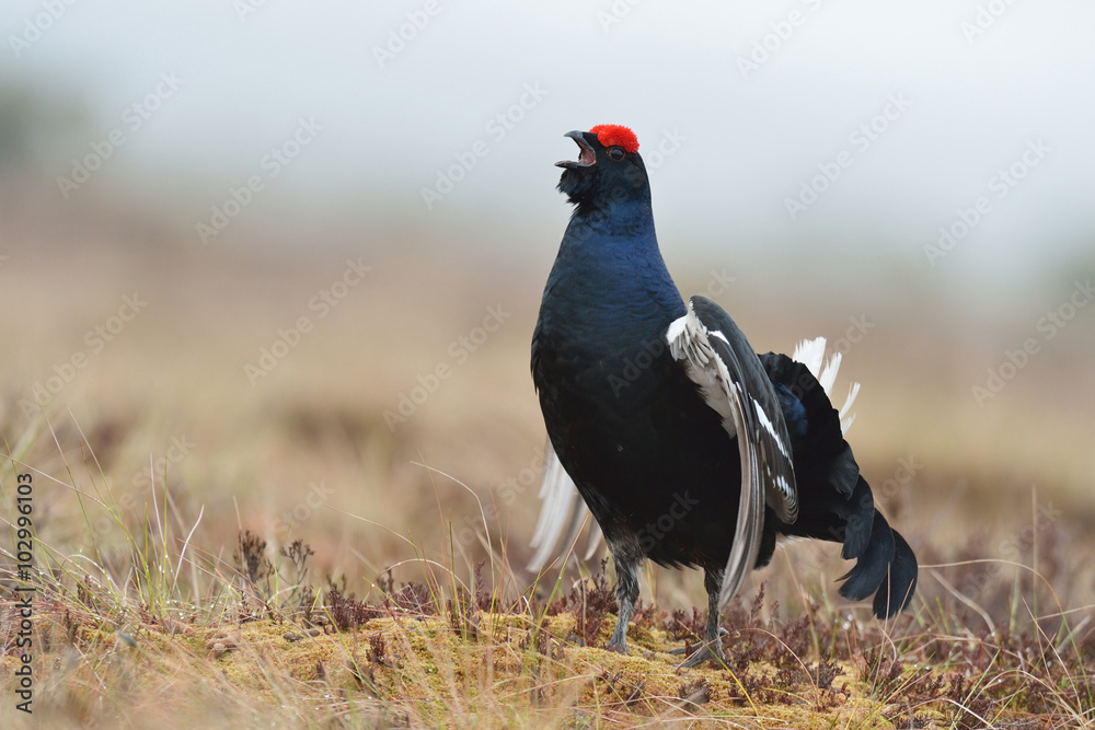 Obraz premium Black Grouse (Tetrao tetrix) calling. Black Grouse in the mist. Misty morning. Forest. Bog. Spring.