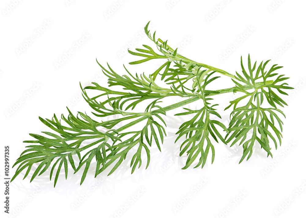 Dill close-up isolated on a white background. Dill close-up isolated on a white background.