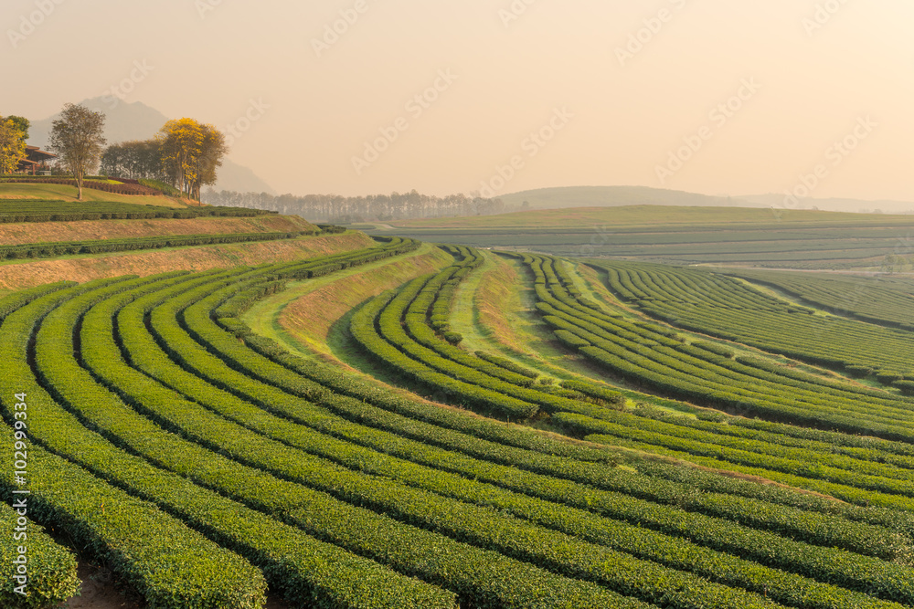 Green tea farm pattern in the morning