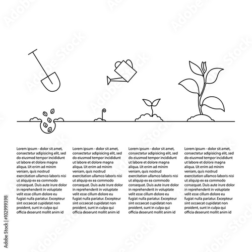 Timeline infographic of planting tree process