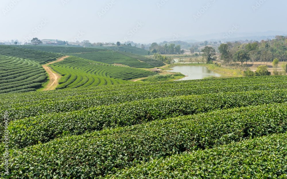 Green tea field valley, Chiang Rai
