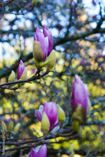 Coimbra Botanical Garden 