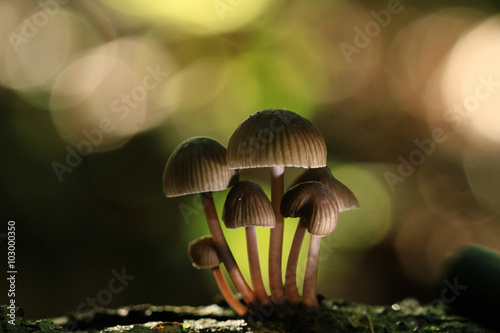 poisonous mushrooms in the forest