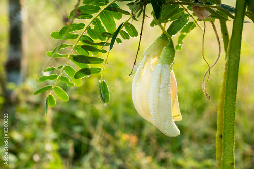 White Agasta ,Thai vegetable with nature background photo