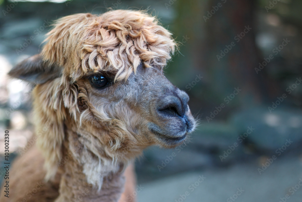 Fototapeta premium リャマのポートレート