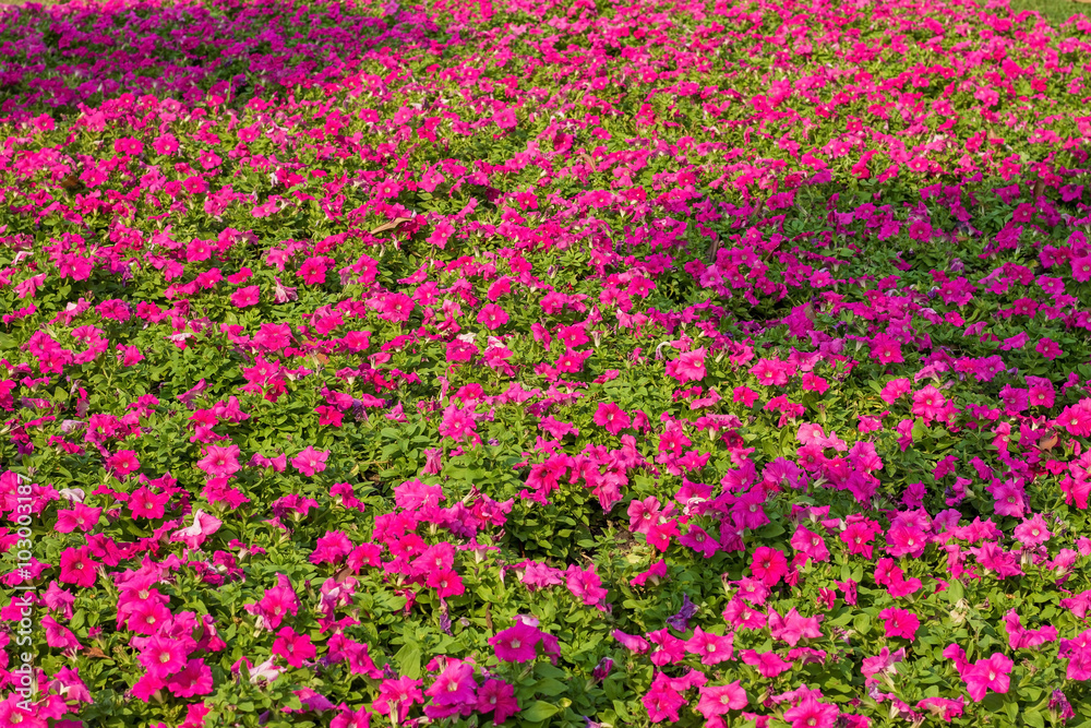 Pretty manicured flower garden with colorful 