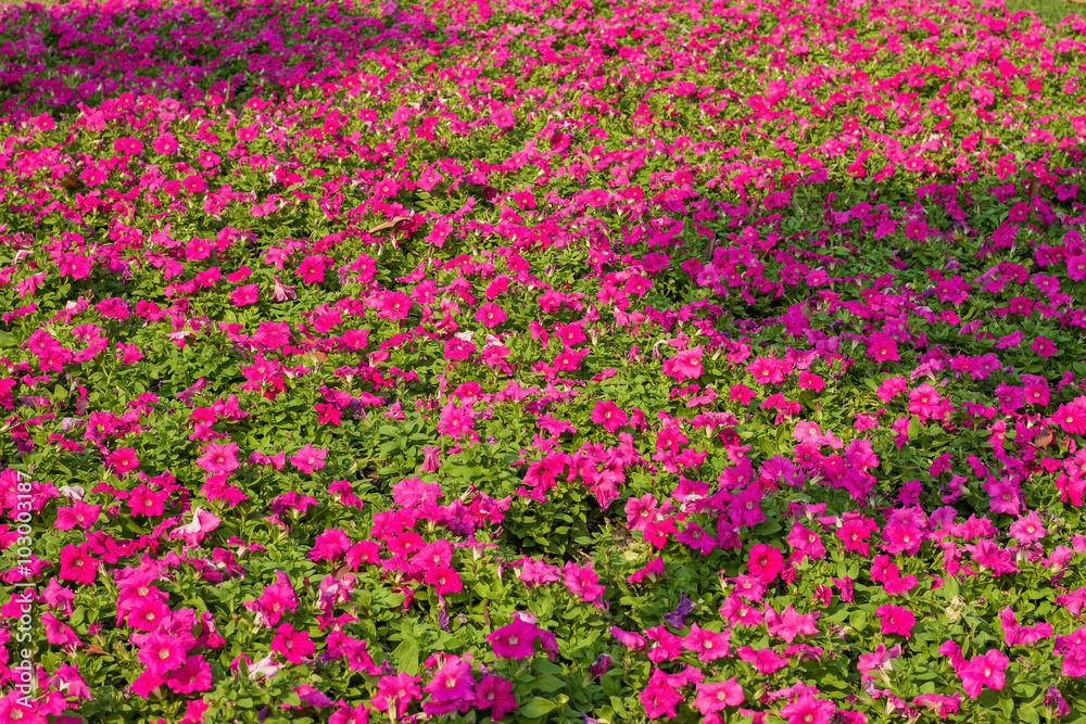 Pretty manicured flower garden with colorful Pretty manicured flower garden with colorful