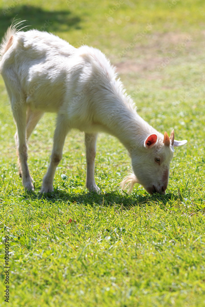 Obraz premium 山羊のポートレート