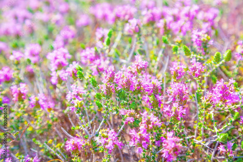 Naklejka premium Thyme