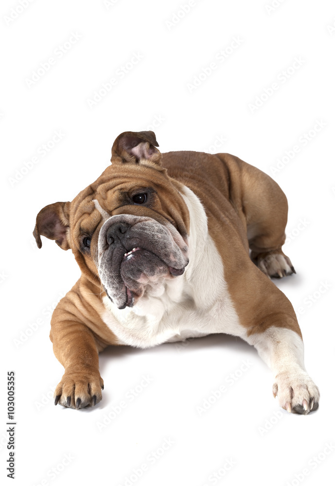 English Bulldog