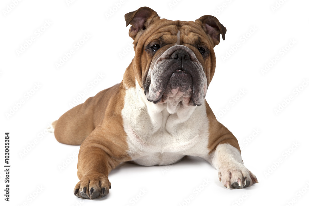 English Bulldog lying on white background