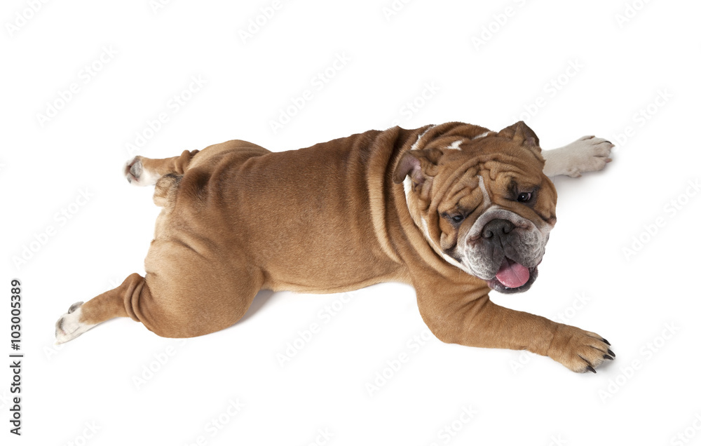English Bulldog lying on his tummy