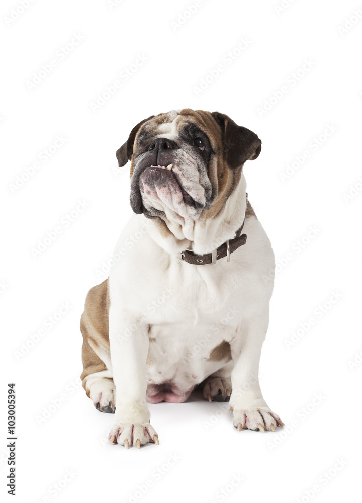 English Bulldog sitting on white background