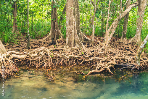 Mangrove Forests © kaewphoto