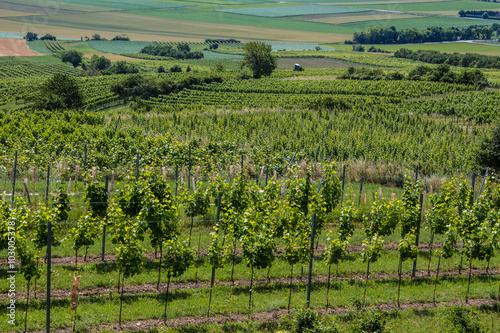 Weingarten im Traisental