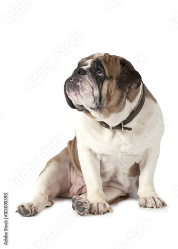 Portrait of English Bulldog
