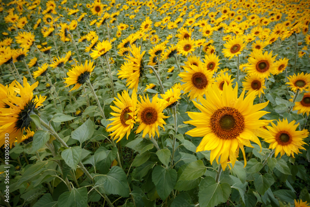 ヒマワリの花 ヒマワリの花