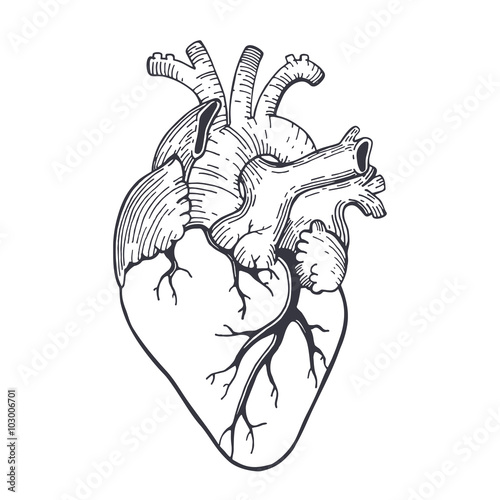 realistic sketch illustration