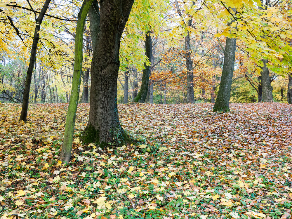 Park with trees and carpet from leaves Park with trees and carpet from leaves