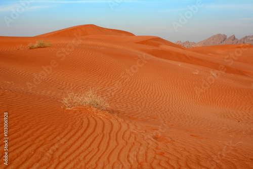 Arabian desert. United Arab Emirates.