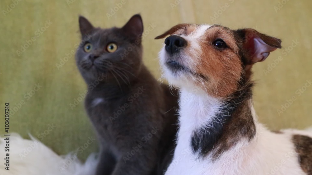 Jack Russell Terrier and cat Stock Video Adobe Stock