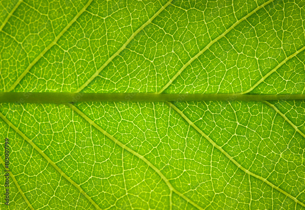  leaf texture