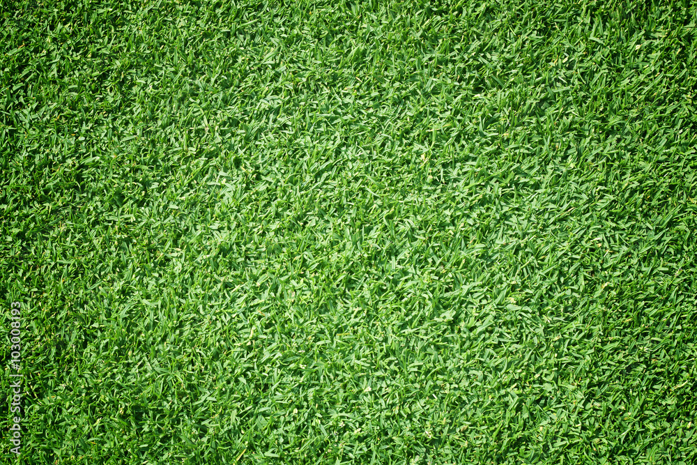Fototapeta premium Golf Courses green lawn