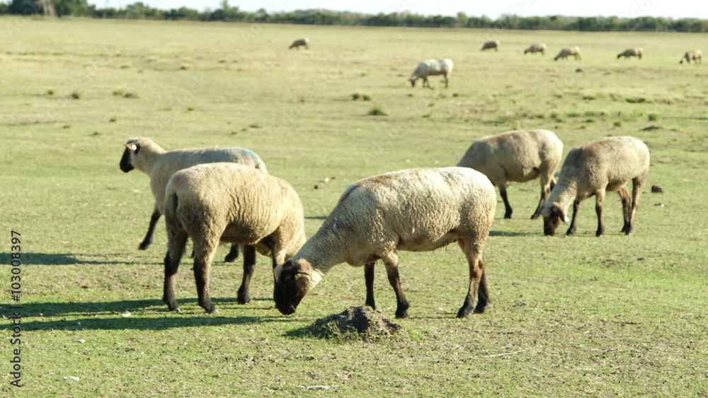 A herd of Hampshire sheep nibbling on grass in overgrazed pasture A herd of Hampshire sheep nibbling on grass in overgrazed pasture