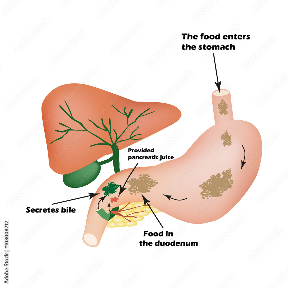 Digestive organs. Digestive apparatus. Bile to digest food. Isolation of  pancreatic juice for pirevarivaniya food. I Stock Vector | Adobe Stock