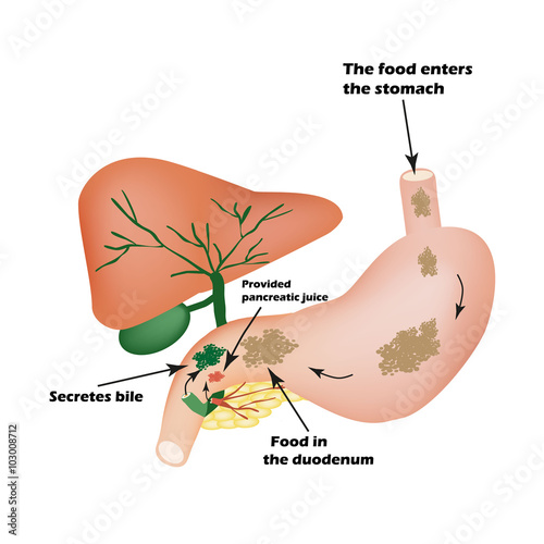 Digestive organs. Digestive apparatus. Bile to digest food. Isolation of pancreatic juice for pirevarivaniya food. I photo