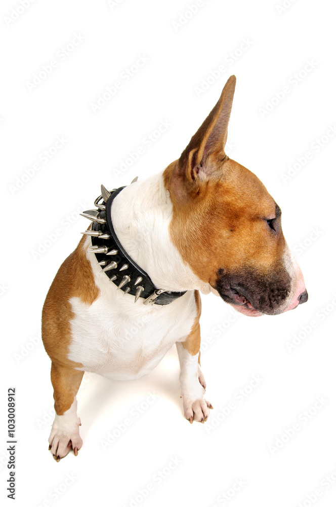 Bull Terrier