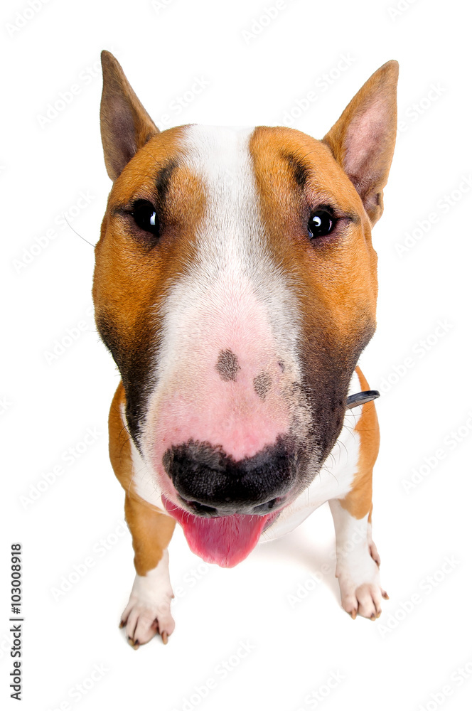 Bull Terrier