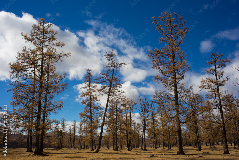 Group of trees in Mongolia Group of trees in Mongolia
