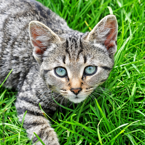 Wallpaper Mural funny Tabby cat with blue eyes lying on green grass Torontodigital.ca