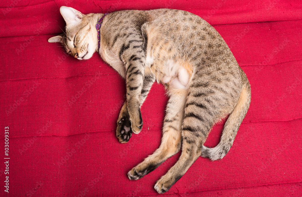 Naklejka premium tiger (tabby) cat relaxing